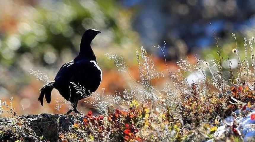 Bu Yaz G&ouml;r&uuml;lememişti, Sonbaharda Ortaya &Ccedil;ıktı