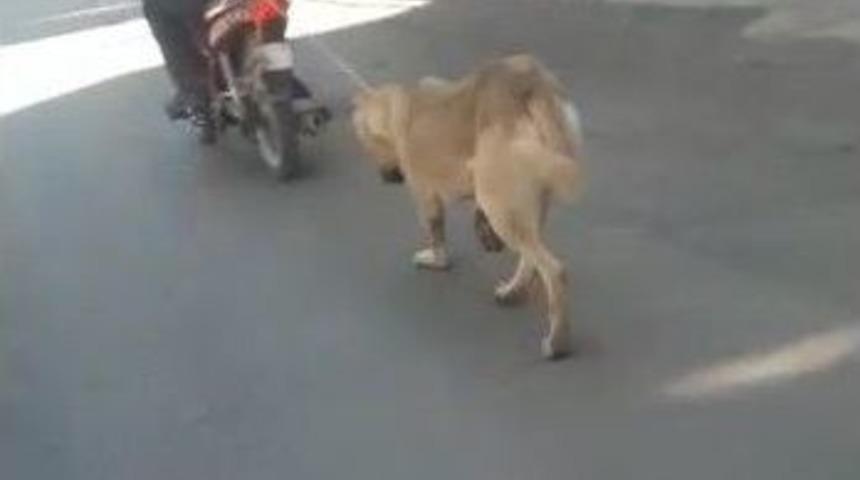 (&ouml;zel Haber) K&ouml;peğin Boğazına İp Ge&ccedil;irip Motosikletin Arkasına Bağladı