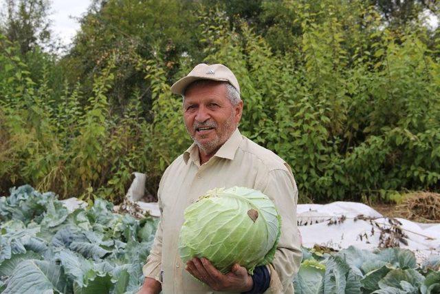 Bir Asırdır Aynı Tohumla Lahana Ekiyor