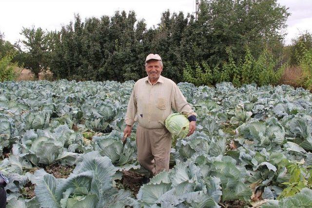 Bir Asırdır Aynı Tohumla Lahana Ekiyor