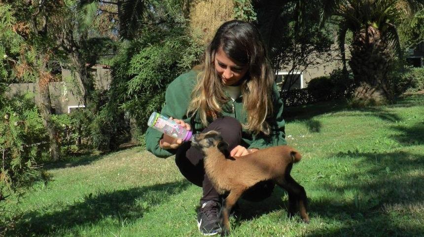 (&ouml;zel Haber) Hayvanat Bah&ccedil;esi Yeni Misafirlerine Kucak A&ccedil;tı