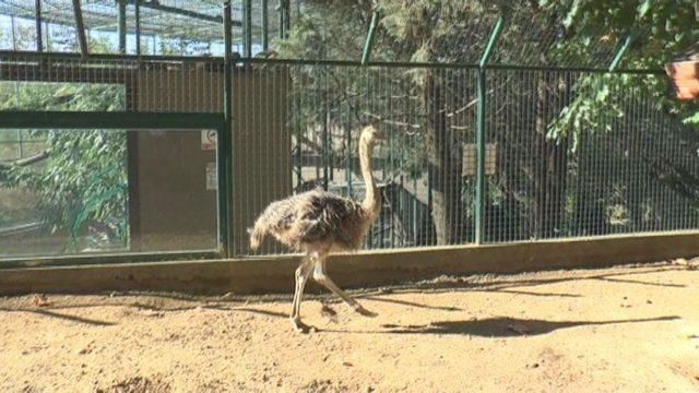 (özel Haber) Hayvanat Bahçesi Yeni Misafirlerine Kucak Açtı