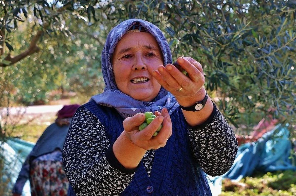 Zeytin Verimi &Uuml;reticiyi Sevindirdi