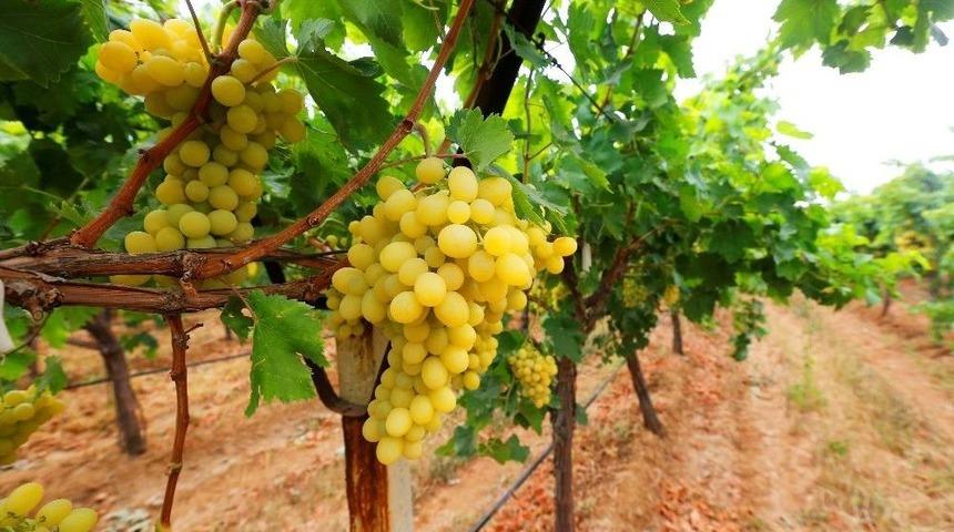 T&uuml;rkiye&rsquo;nin &Uuml;z&uuml;m&uuml; Manisa&rsquo;dan