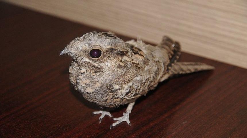 Cizre&rsquo;de Yaralı Halde Bulunan &Ccedil;oban Aldatan Kuşu Tedavi Altına Alındı