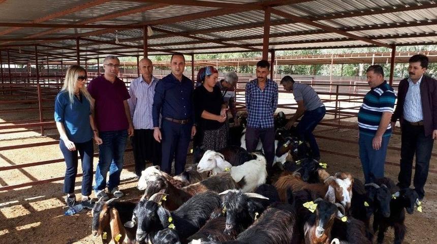 Gen&ccedil; &Ccedil;ift&ccedil;ilere 74 K&uuml;&ccedil;&uuml;kbaş Hayvan Dağıtıldı