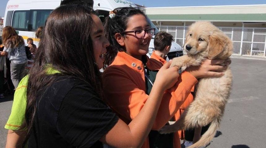 Yenimahalle Hayvan Bakımevi Genişliyor