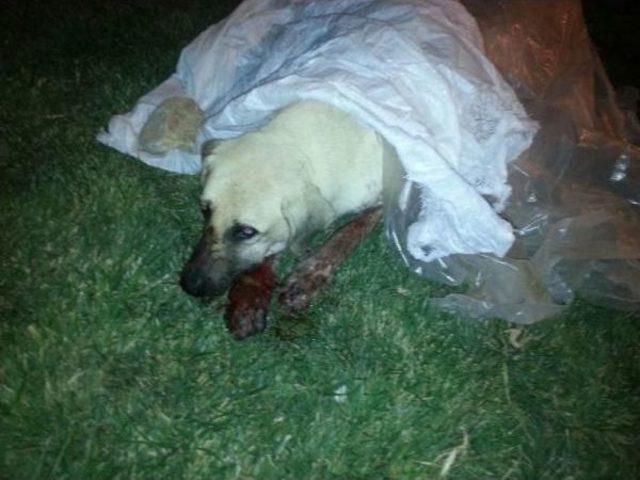 Tabancayla Başlarından Vurulan 2 Köpek Öldü 1