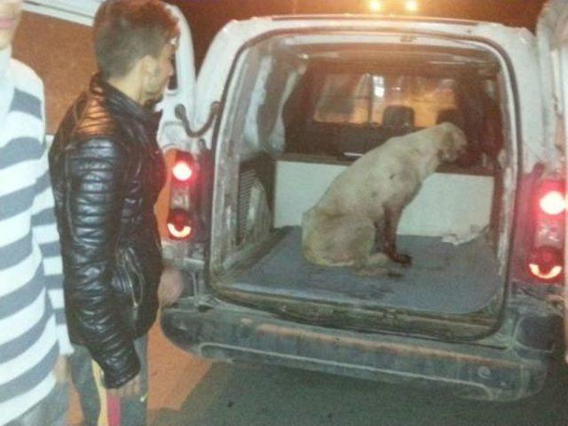 Tabancayla Başlarından Vurulan 2 Köpek Öldü 2
