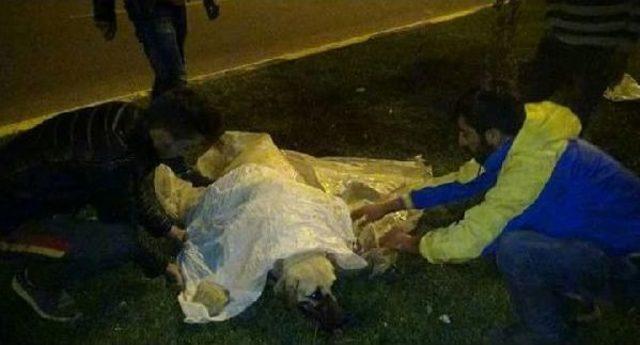 Tabancayla Başlarından Vurulan 2 Köpek Öldü 3