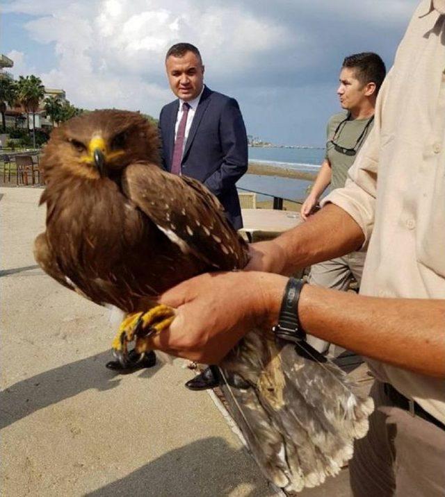 Denize Düşen Kartalı Balıkçılar Kurtardı