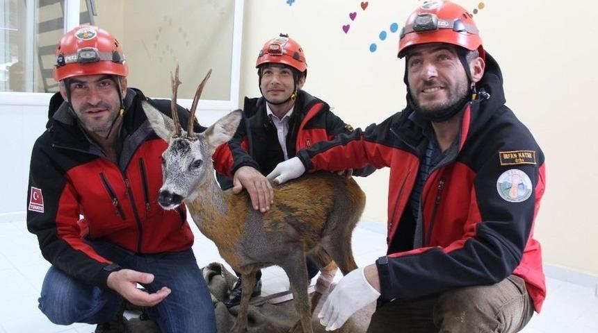 İkizdere&rsquo;ye D&uuml;şen Karaca Kurtarıldı