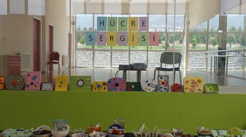 Ted&rsquo;li &Ouml;ğrencilerden H&uuml;cre Modelleri Sergisi