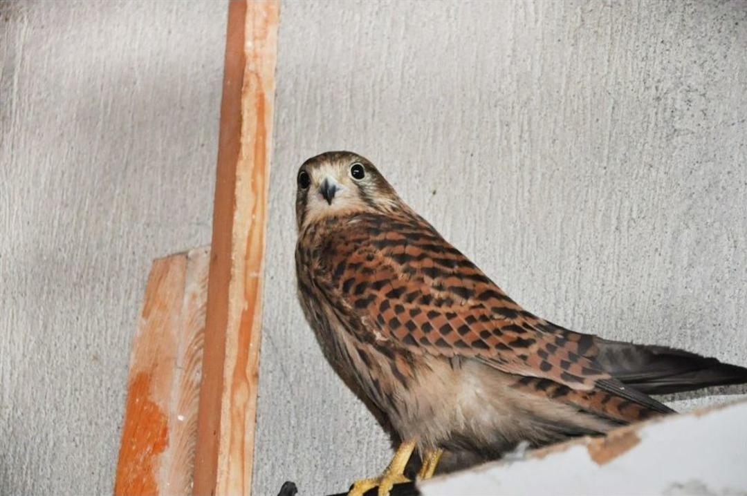 Evine Gelen Şahine Saz &Ccedil;aldı, T&uuml;rk&uuml; S&ouml;yledi