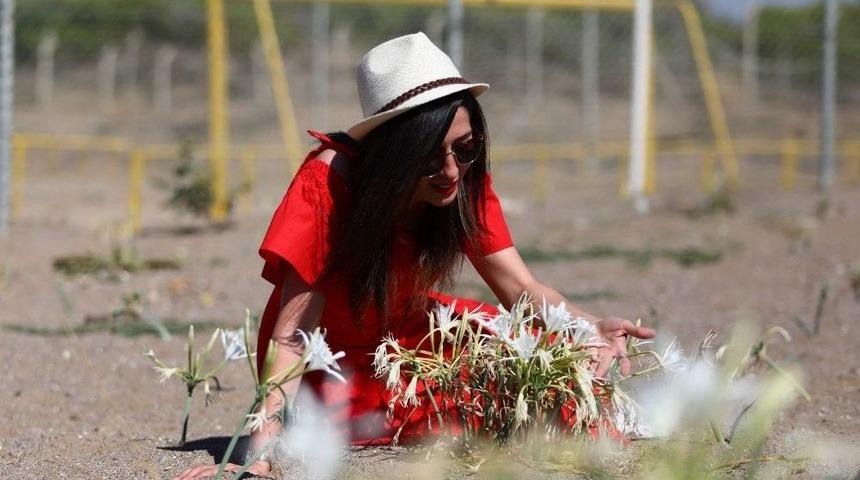Koparanlara 38 Bin Tl Ceza Uygulanan Kum Zambakları Koruma Altında