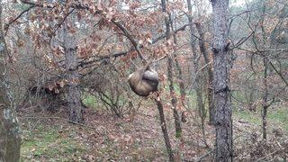 Kaçak Karaca Avına 4 Bin 955 Tl Ceza