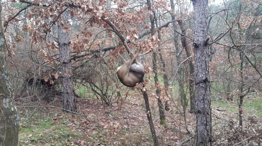 Kaçak Karaca Avına 4 Bin 955 Tl Ceza