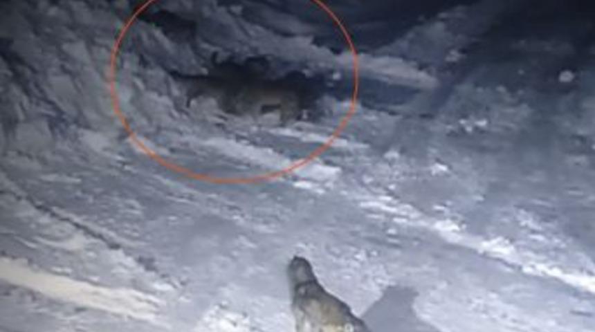 S&uuml;r&uuml; Halinde K&ouml;ye Saldıran A&ccedil; Kurtlar Kangal K&ouml;peğini Par&ccedil;aladı