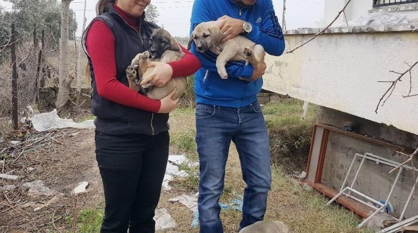 Annelerinin Terk Ettiği 8 Yavru K&ouml;peğe Yuva Oldular