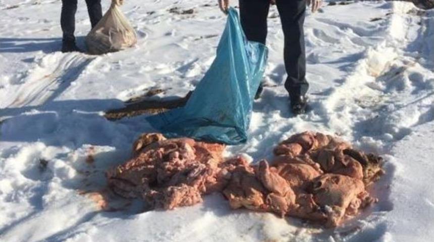 Van&rsquo;da Sokak Hayvanlarına Yem Desteği