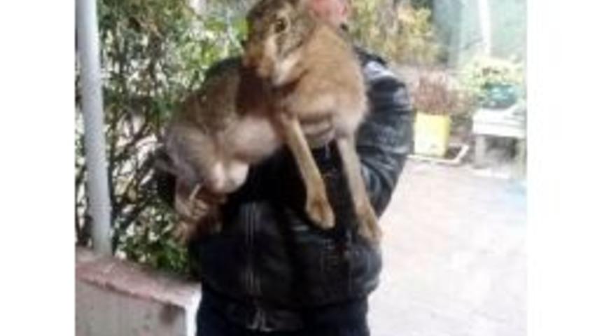 Hersek Lag&uuml;n&uuml;nde Dev Yaban Tavşanı Yakalandı