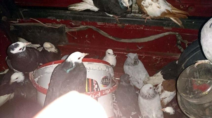 Otomobilin Bagajından &Ccedil;alıntı G&uuml;vercin &Ccedil;ıktı