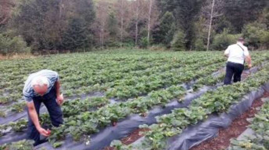 Ordu&rsquo;da Organik Tarım Benimsendi