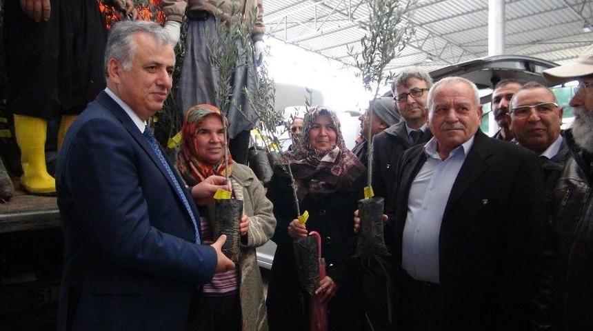 Silifke&rsquo;de &Ccedil;ift&ccedil;ilere 10 Bin Zeytin Fidanı Dağıtıldı