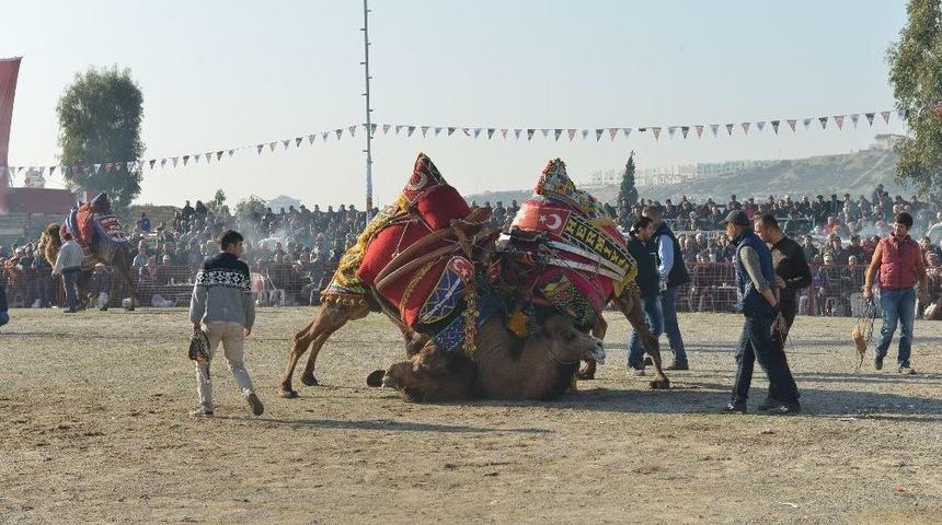 Çiğli, Deve Güreşleri İle Şenlenecek