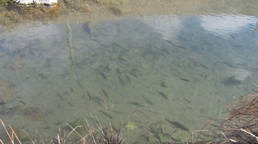 Sivas’ta Balıklı Kaplıca Kaynağı Boşa Akıyor