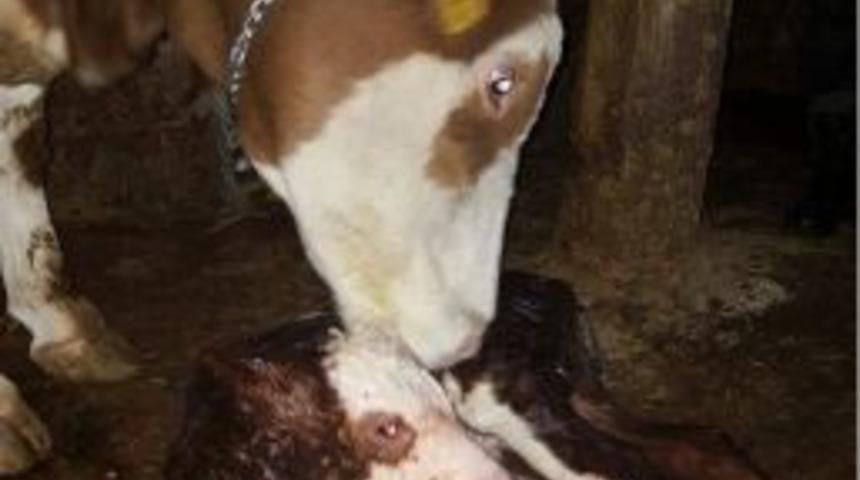 Bing&ouml;l&rsquo;de Yılın İlk Buzağı Sahibine Altın &Ouml;d&uuml;l&uuml;