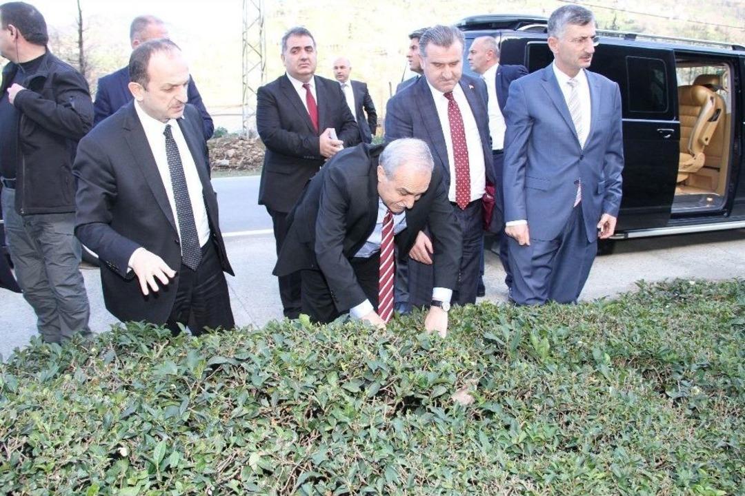 Gıda, Tarım Ve Hayvancılık Bakanı Fakıbaba &Ccedil;ay Bitkisini İnceledi
