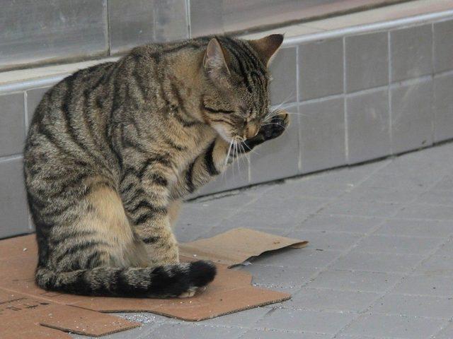 Sağlık Çalışanları Kedilere Sahip Çıktı