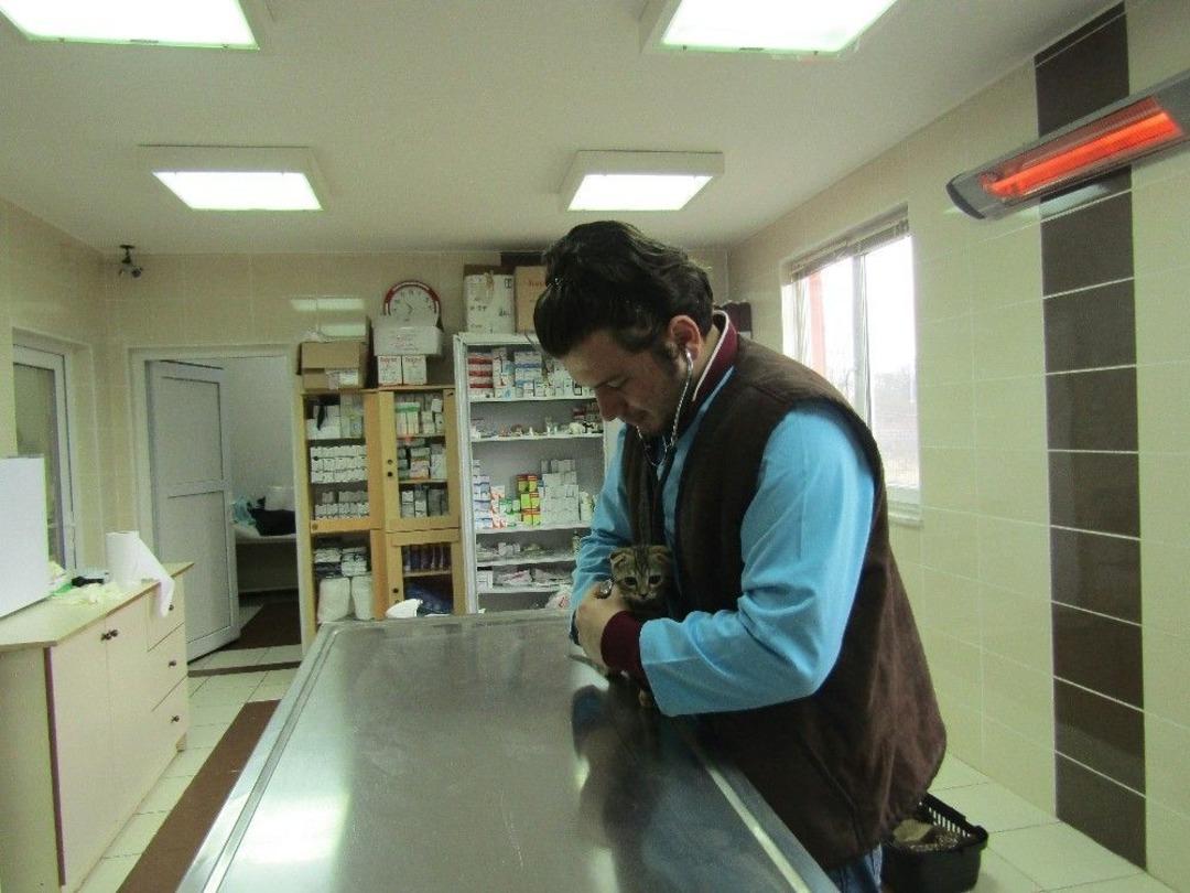 2017 Yılında Sahipsiz Hayvanlar Yuvalarına Kavuştu