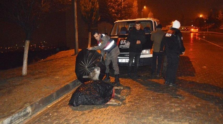 Jandarma, Yaralı Eşek Islanmasın Diye Şemsiyeli Tuttu