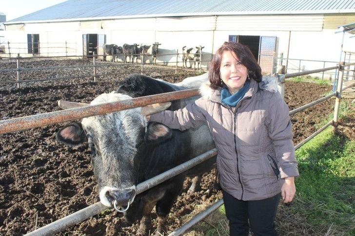 (özel Haber) Prof. Dr. Arat: "klon Sığırların Etinden Ve Sütünden Faydalanılabilir" G1