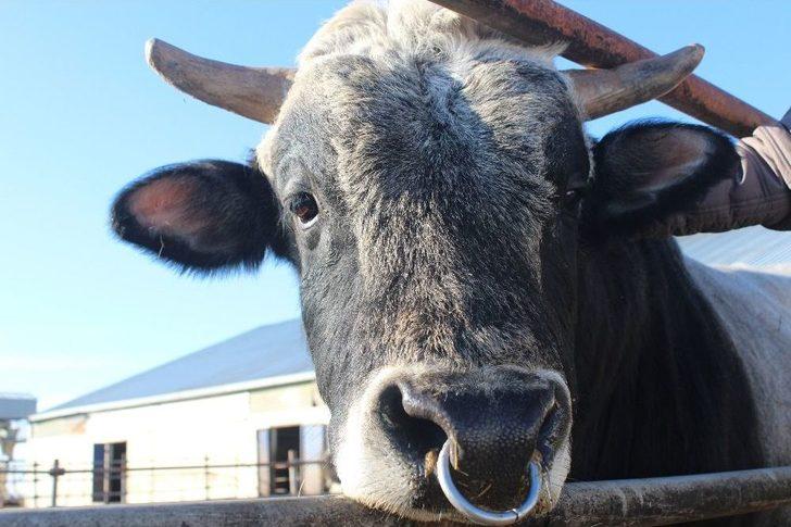 (özel Haber) Prof. Dr. Arat: "klon Sığırların Etinden Ve Sütünden Faydalanılabilir" G2