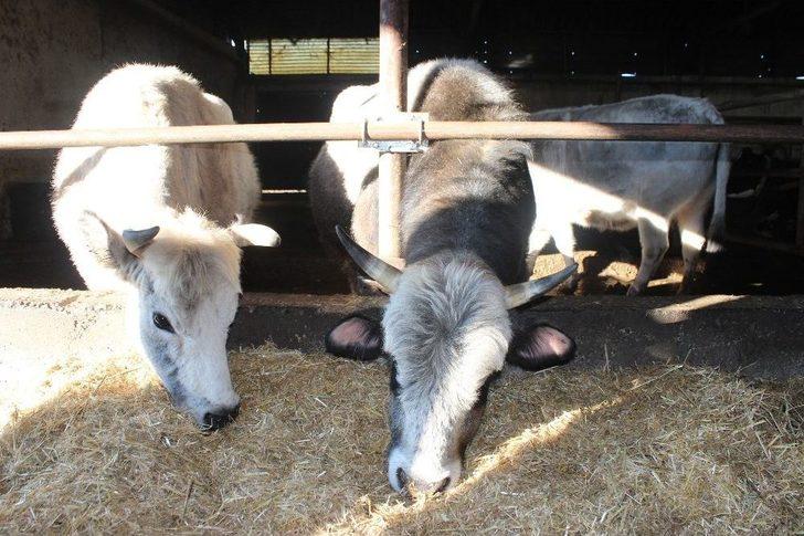 (özel Haber) Prof. Dr. Arat: "klon Sığırların Etinden Ve Sütünden Faydalanılabilir" G3