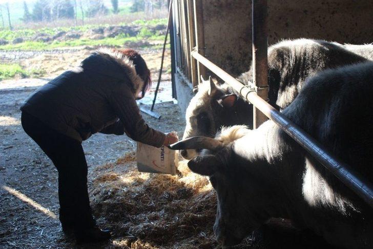 (özel Haber) Prof. Dr. Arat: "klon Sığırların Etinden Ve Sütünden Faydalanılabilir" G4