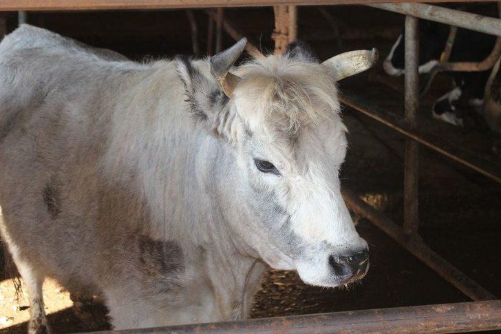 (özel Haber) Prof. Dr. Arat: "klon Sığırların Etinden Ve Sütünden Faydalanılabilir" G5