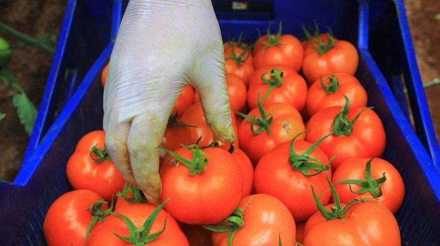 Domatesin Fiyat Yükselişi Geçici