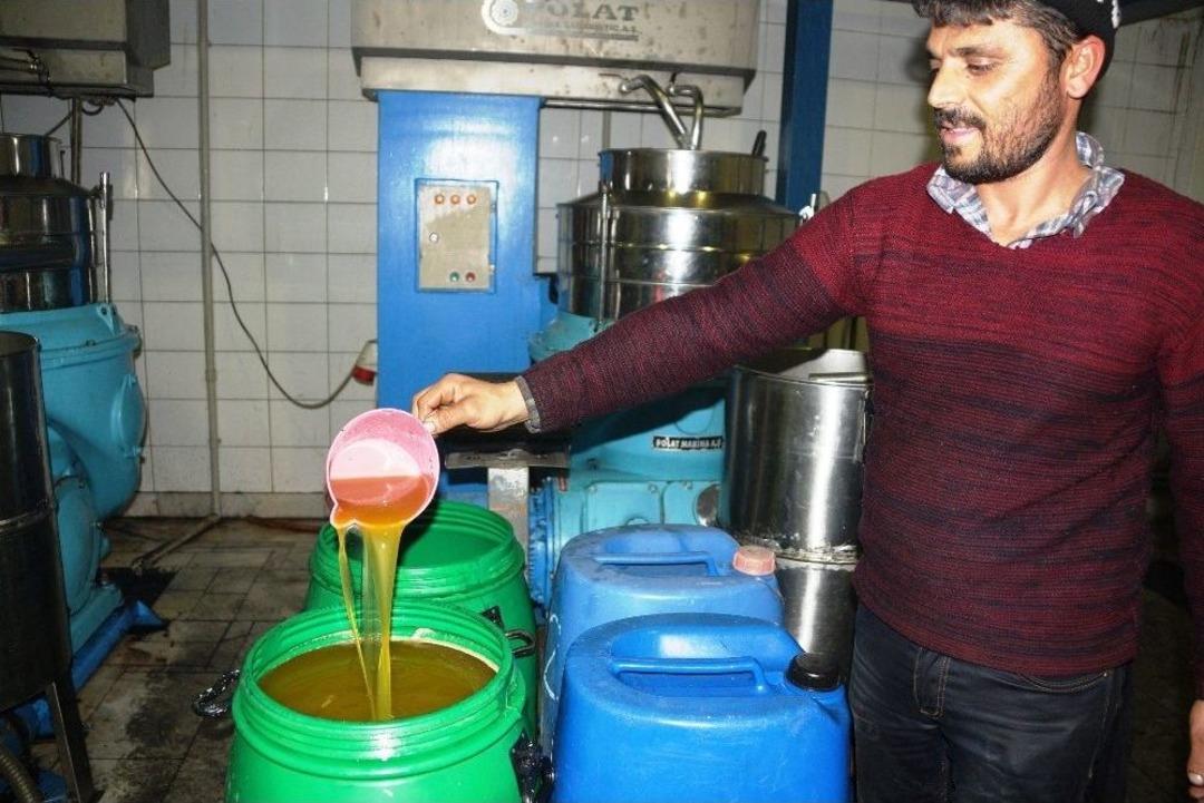 Zeytin Ve Zeytinyağı &Uuml;reticilerinin Y&uuml;z&uuml; G&uuml;l&uuml;yor