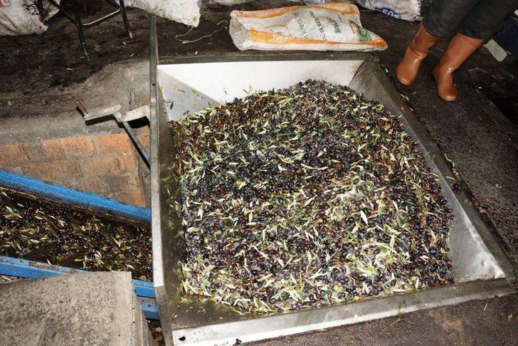 Zeytin Ve Zeytinyağı Üreticilerinin Yüzü Gülüyor G1