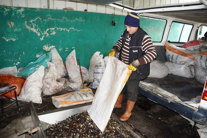 Zeytin Ve Zeytinyağı Üreticilerinin Yüzü Gülüyor G2