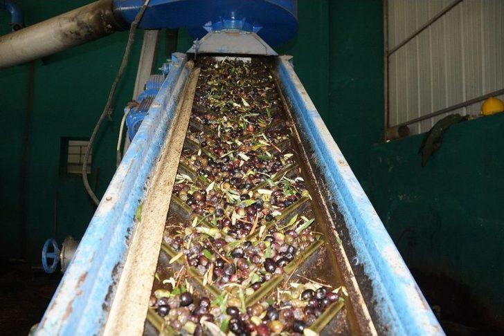 Zeytin Ve Zeytinyağı Üreticilerinin Yüzü Gülüyor G3