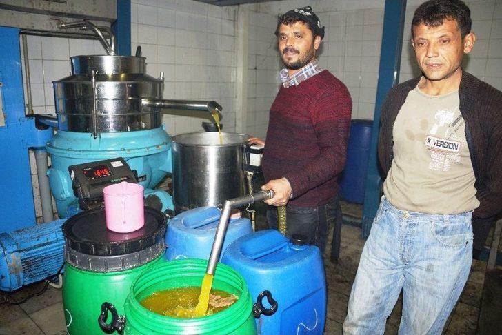 Zeytin Ve Zeytinyağı Üreticilerinin Yüzü Gülüyor G4