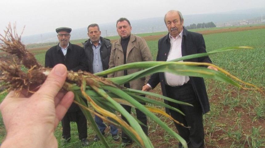 Sağanak Kuraklık Korkusu Yaşayan &Uuml;reticinin Y&uuml;z&uuml;n&uuml; G&uuml;ld&uuml;rd&uuml;
