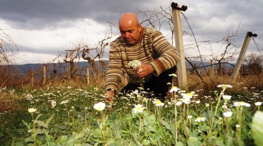 Ocak Ayında Papatyalar A&ccedil;tı