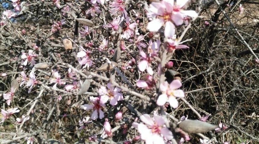 Ocak Ayında Bademler &Ccedil;i&ccedil;ek A&ccedil;tı