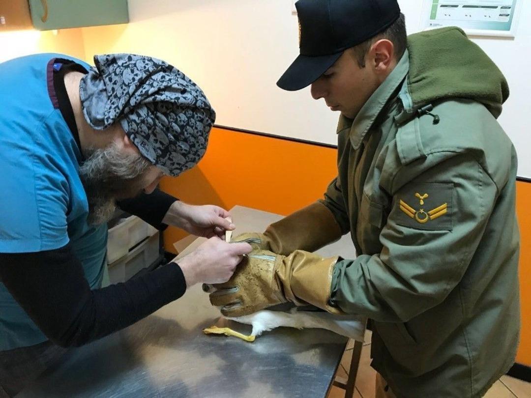 Yaralı Martıyı Sahil G&uuml;venlik Ekipleri Kurtardı